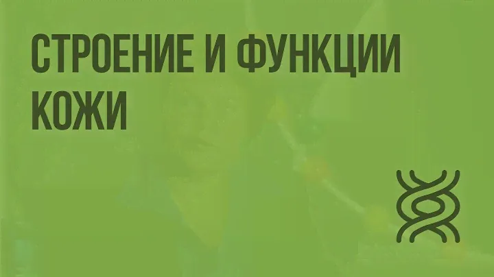 Строение и функции кожи. Видеоурок по биологии 8 класс